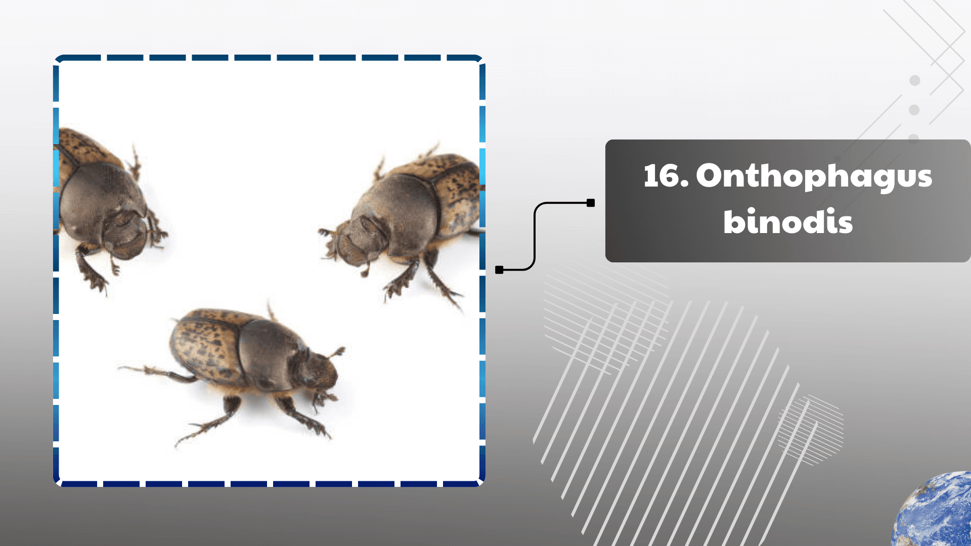 Onthophagus binodis