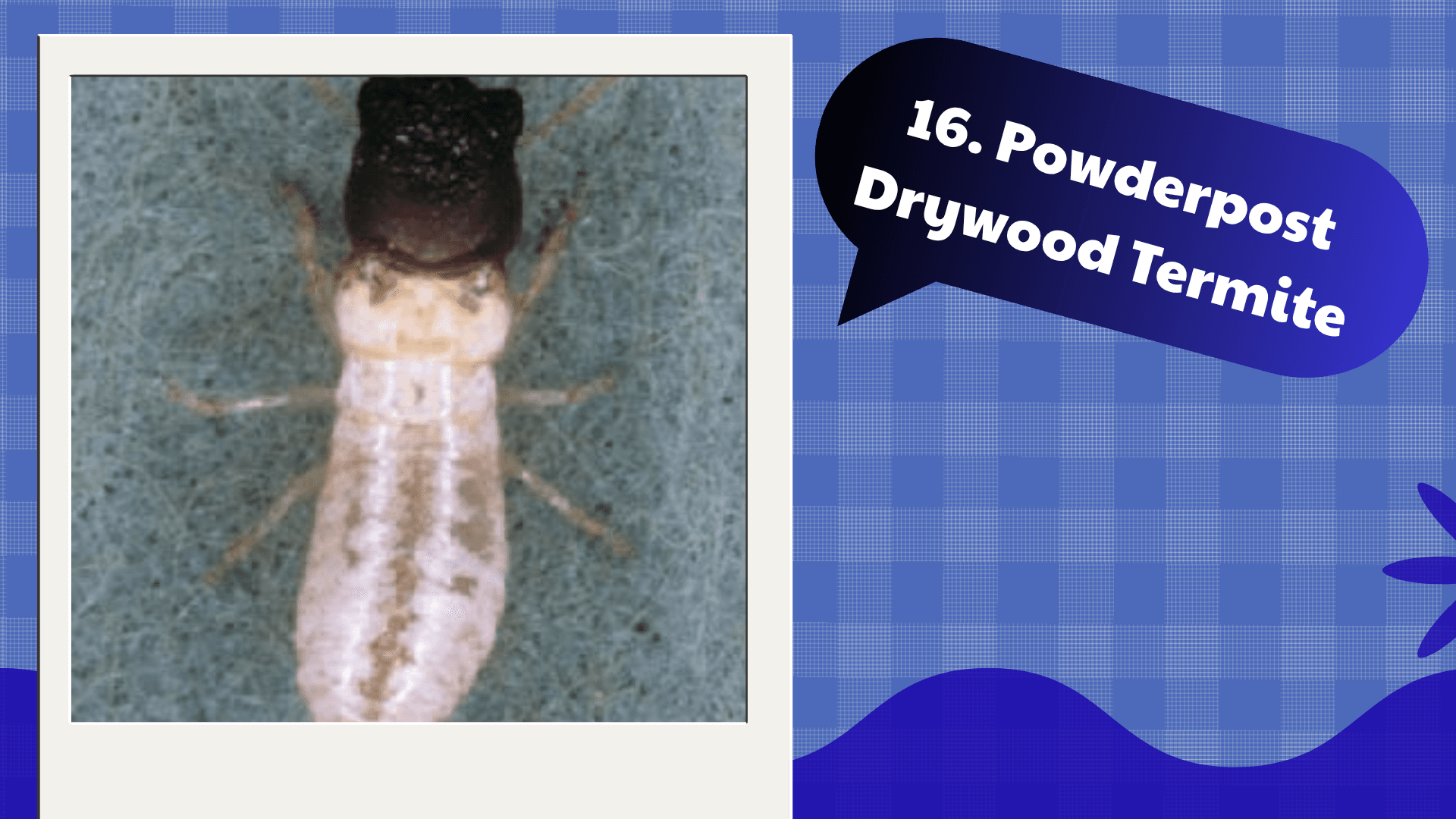 Powderpost Drywood Termite