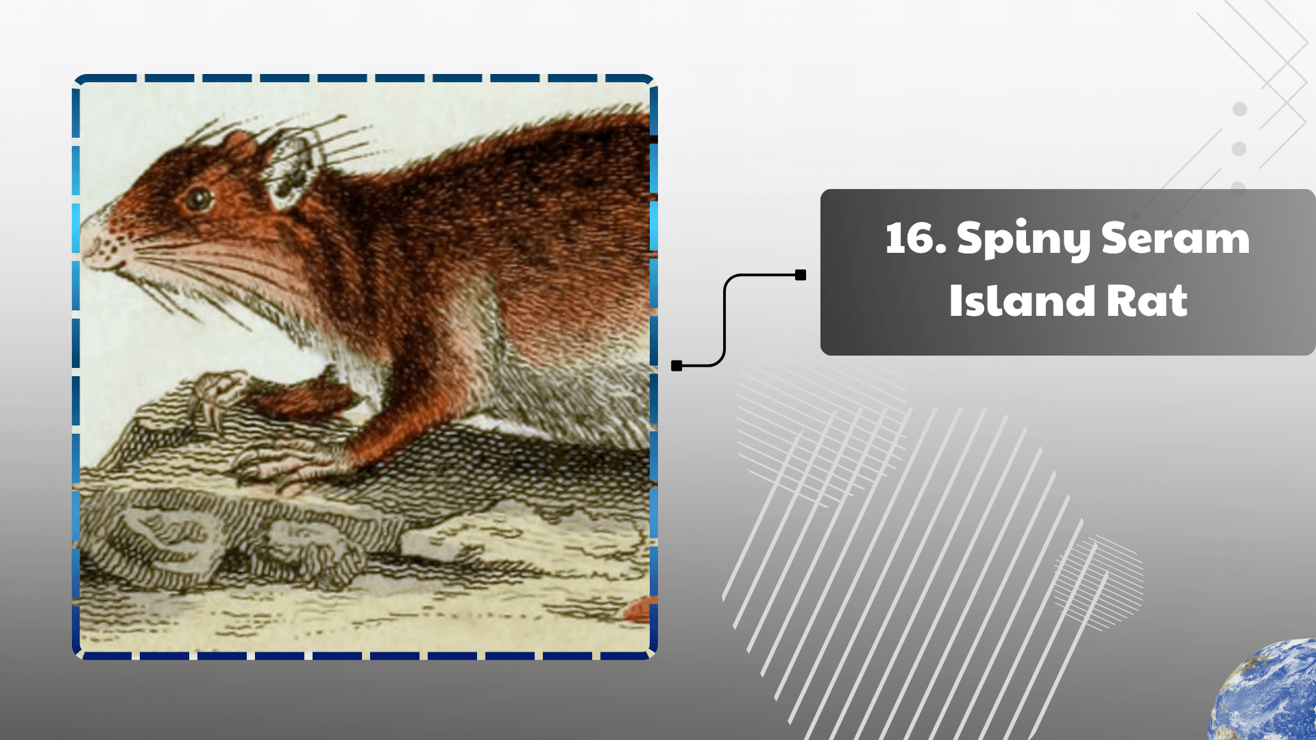 Spiny Seram Island Rat