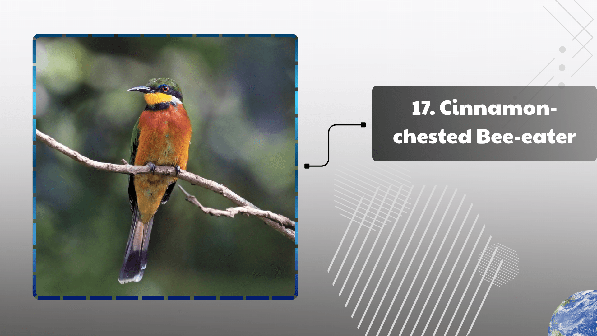 Cinnamon-chested Bee-eater