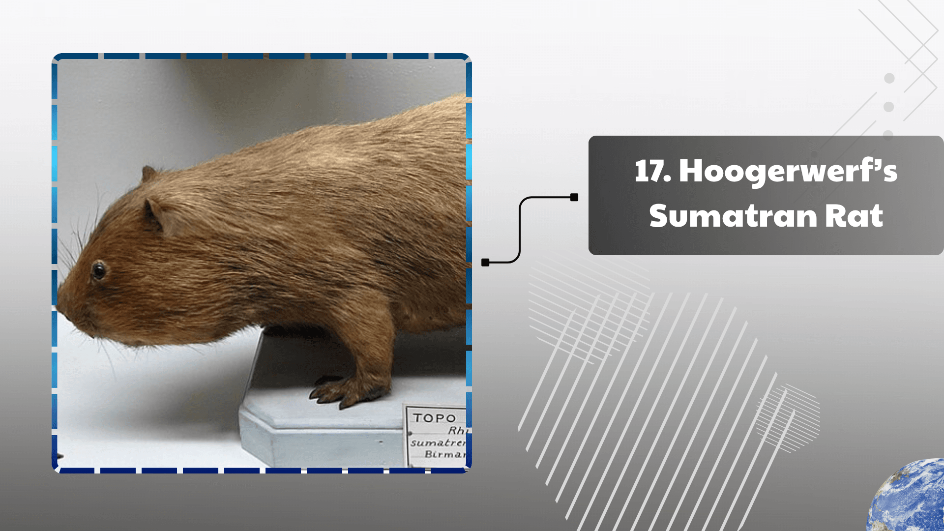 Hoogerwerf’s Sumatran Rat