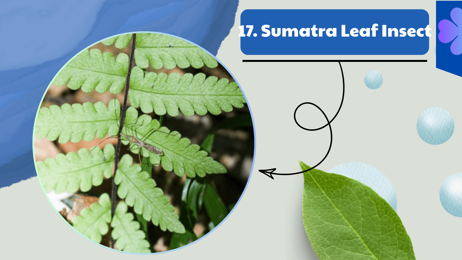 Sumatra Leaf Insect
