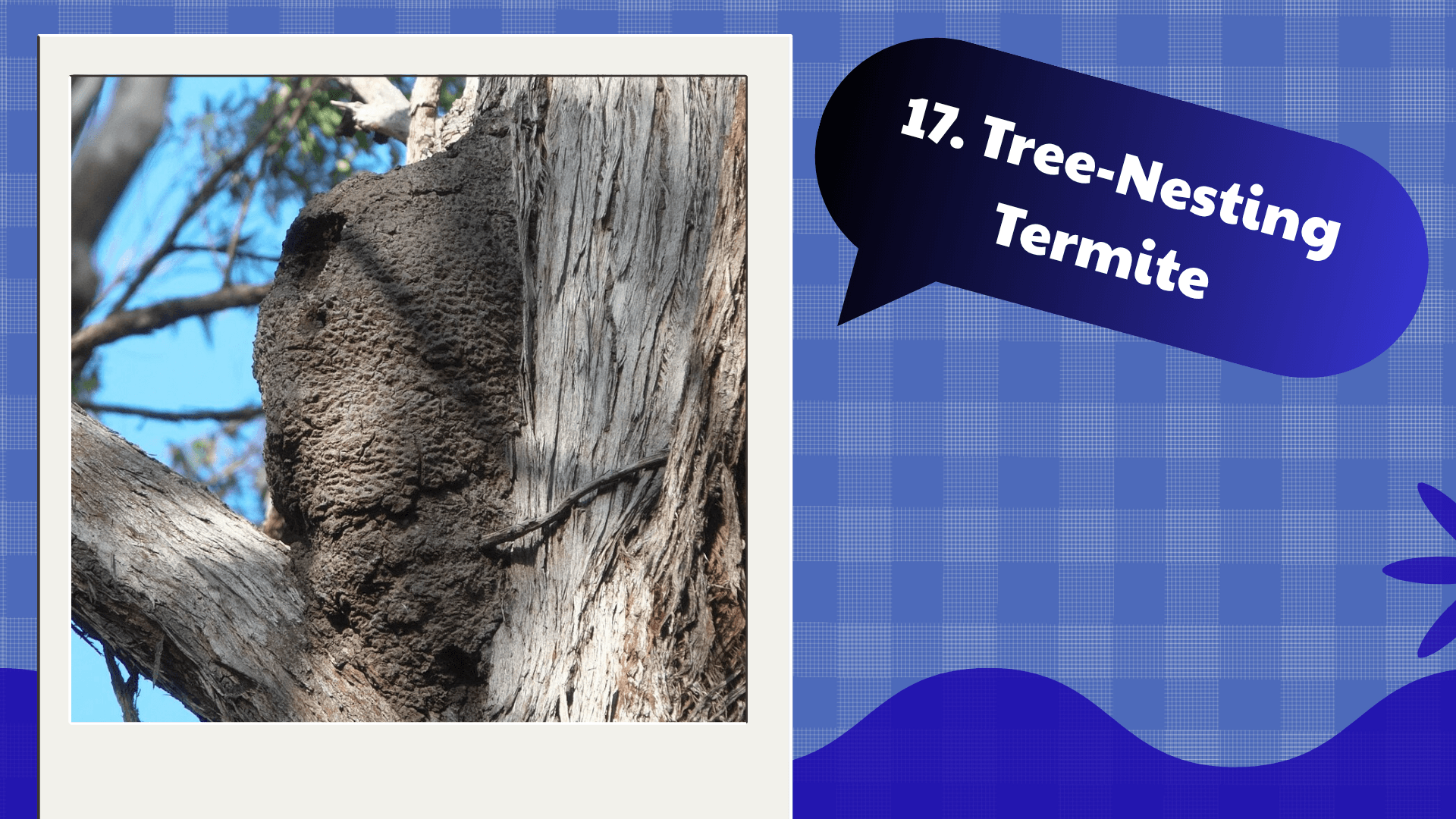 Tree-Nesting Termite