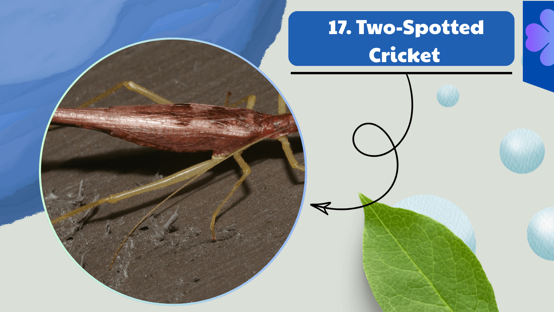 Two-Spotted Cricket