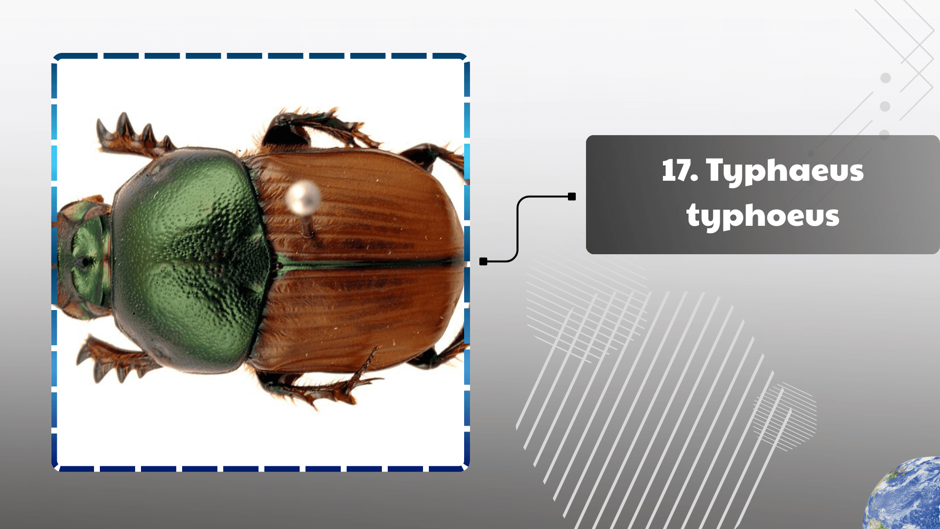 Typhaeus typhoeus