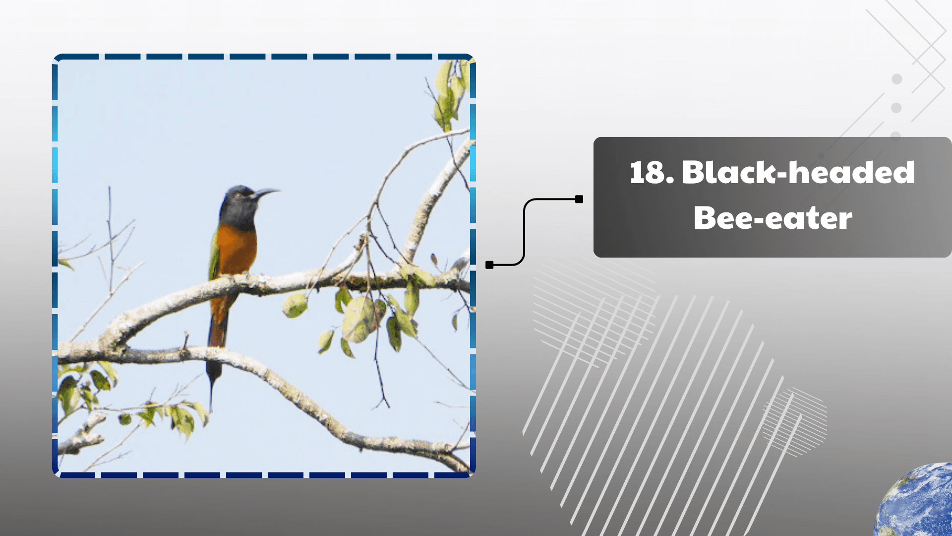 Black-headed Bee-eater