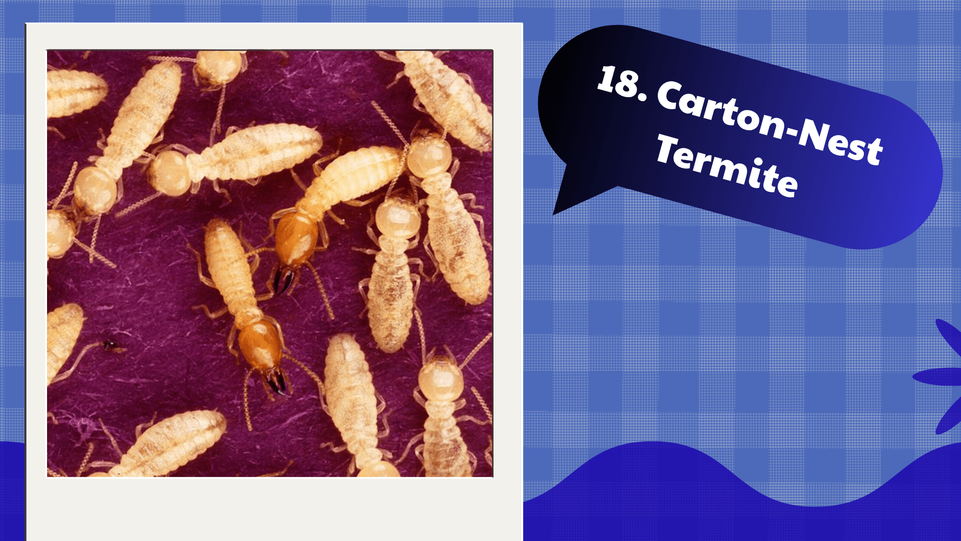 Carton-Nest Termite