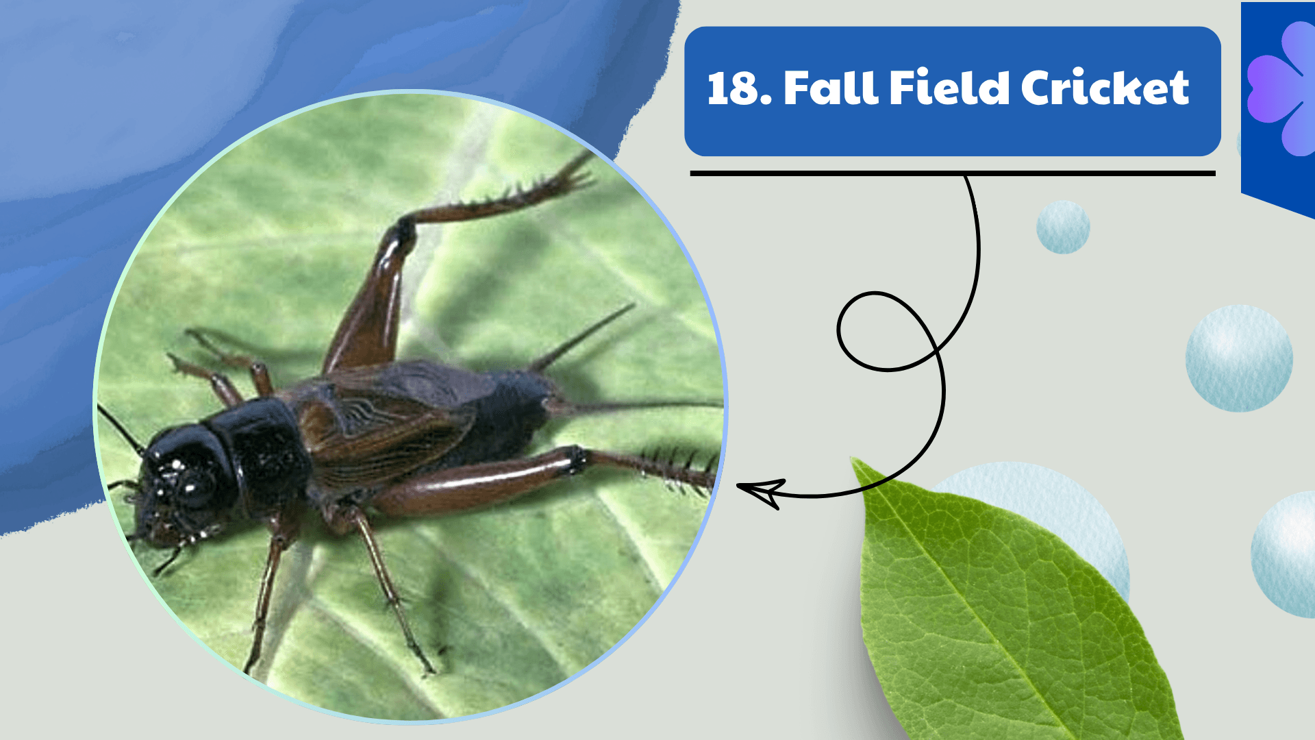Fall Field Cricket