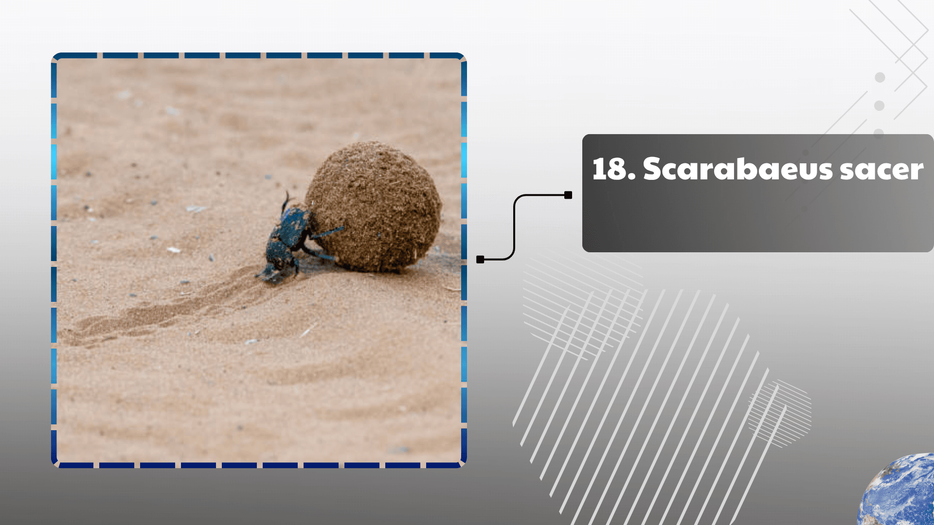 Scarabaeus sacer
