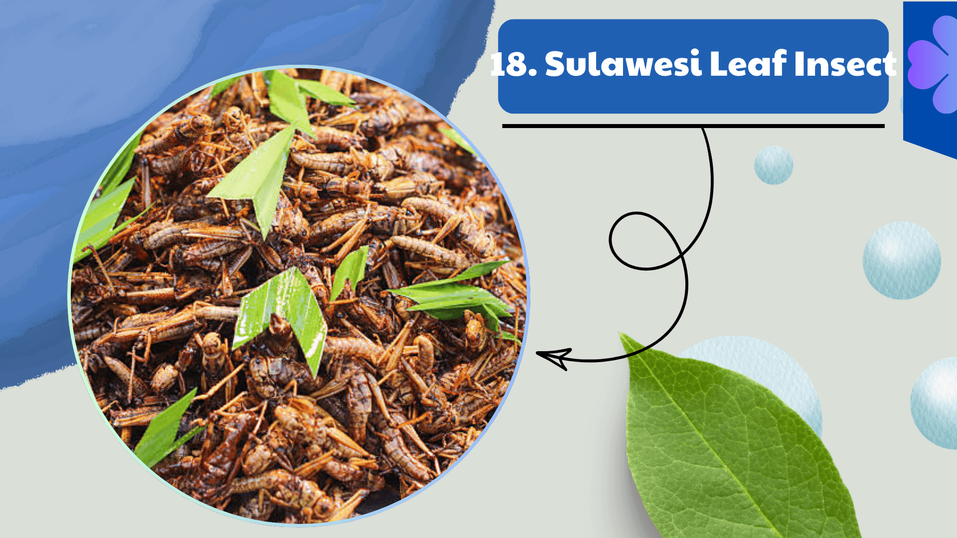 Sulawesi Leaf Insect