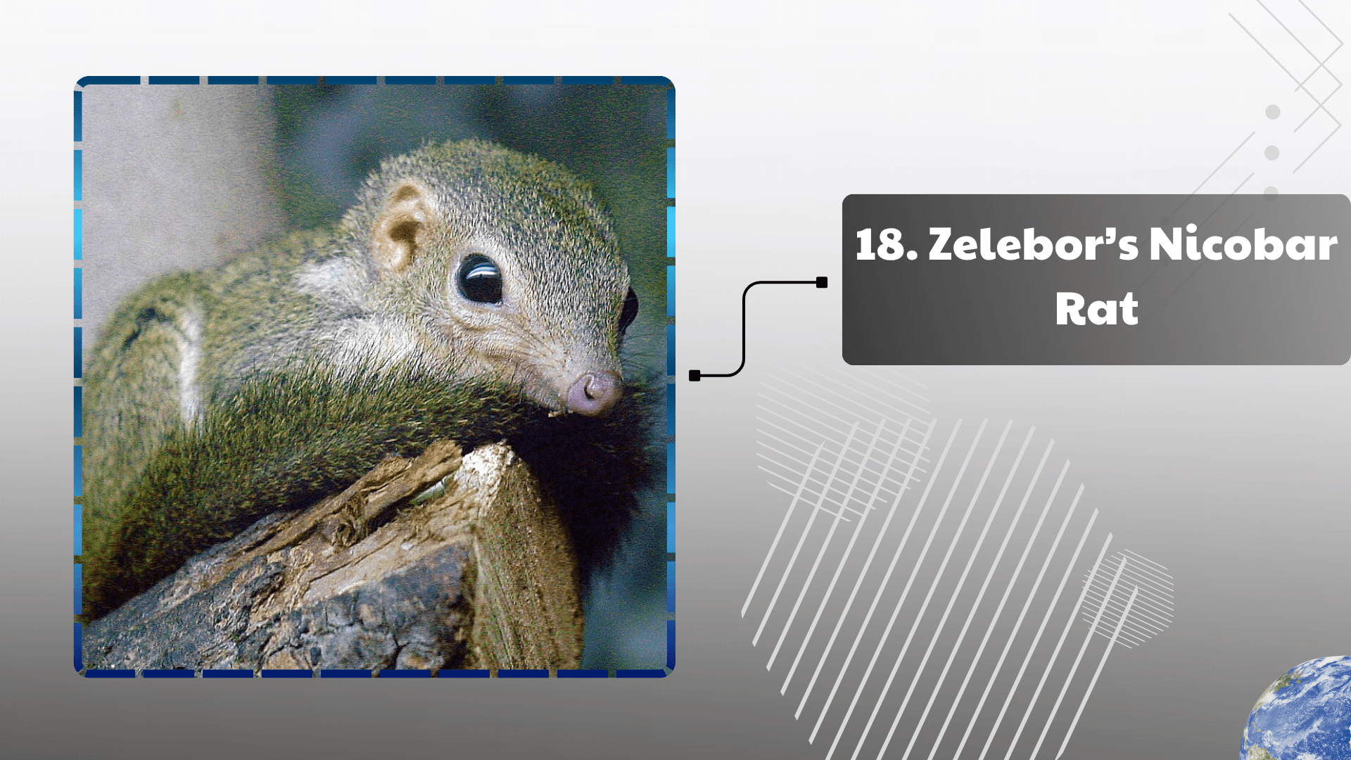 Zelebor’s Nicobar Rat