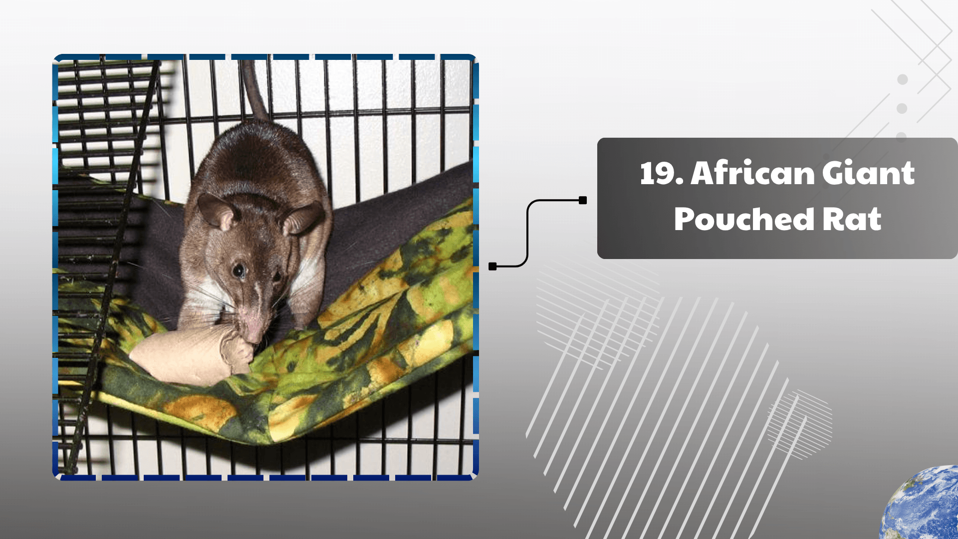 African Giant Pouched Rat