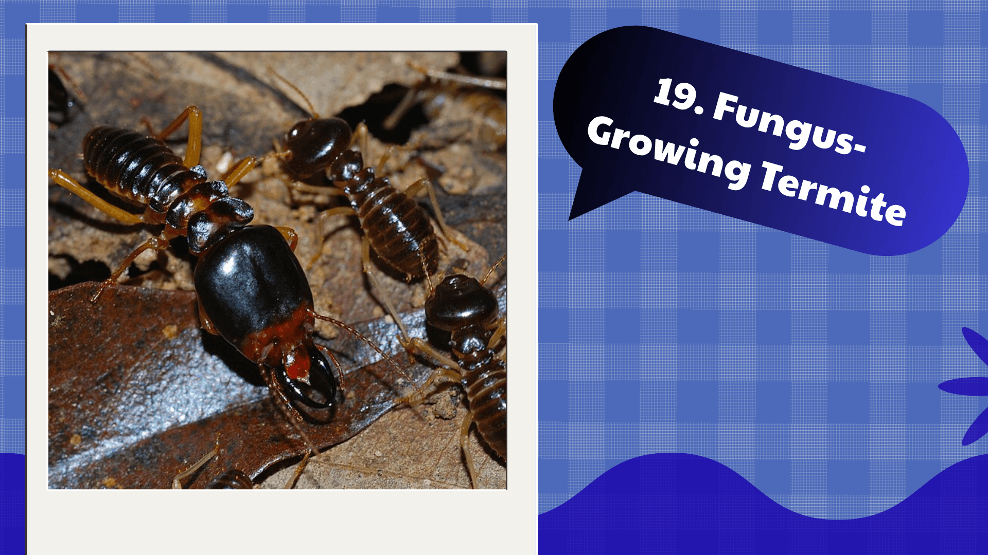 Fungus-Growing Termite