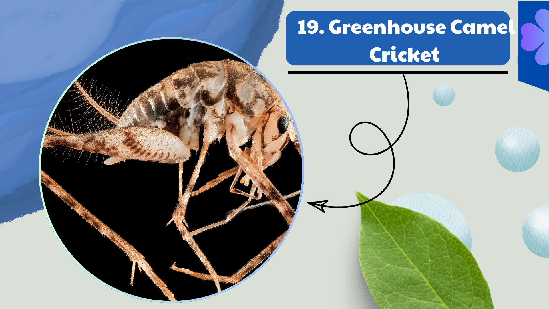 Greenhouse Camel Cricket
