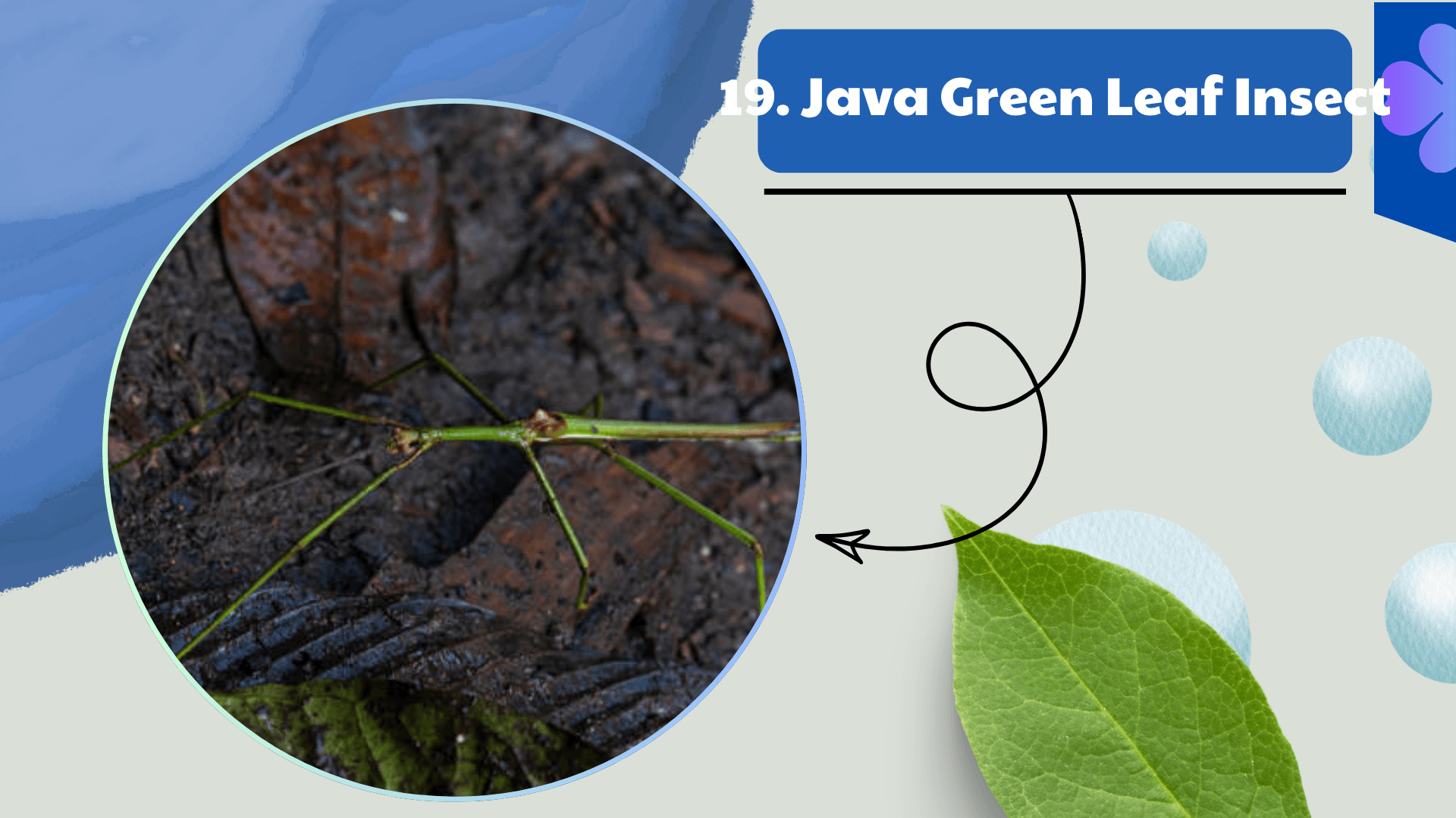 Java Green Leaf Insect