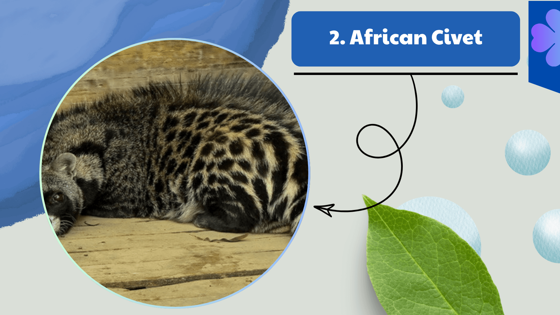African Civet