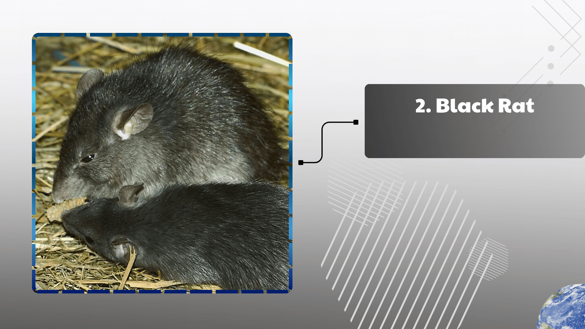 Black Rat