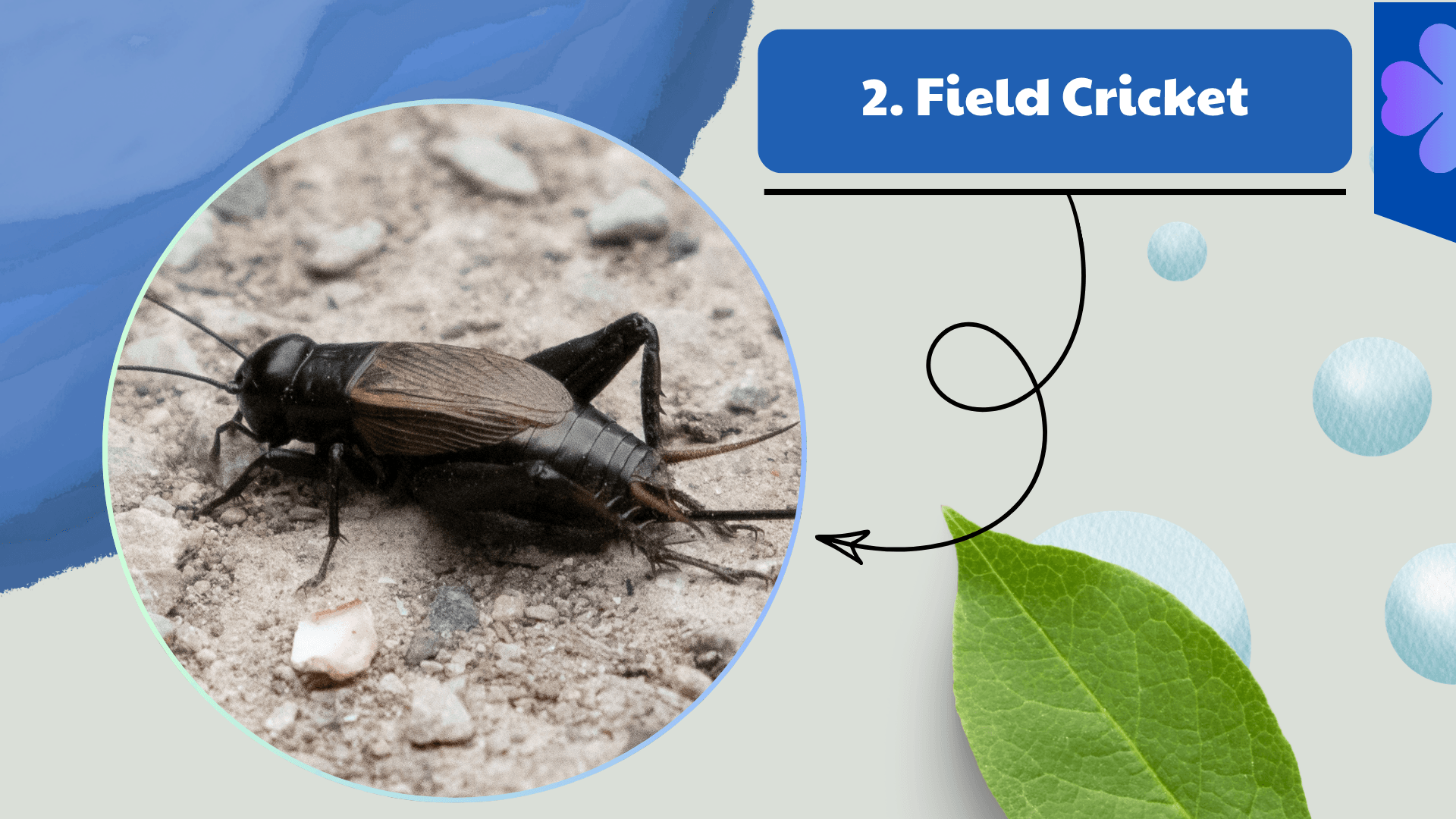Field Cricket