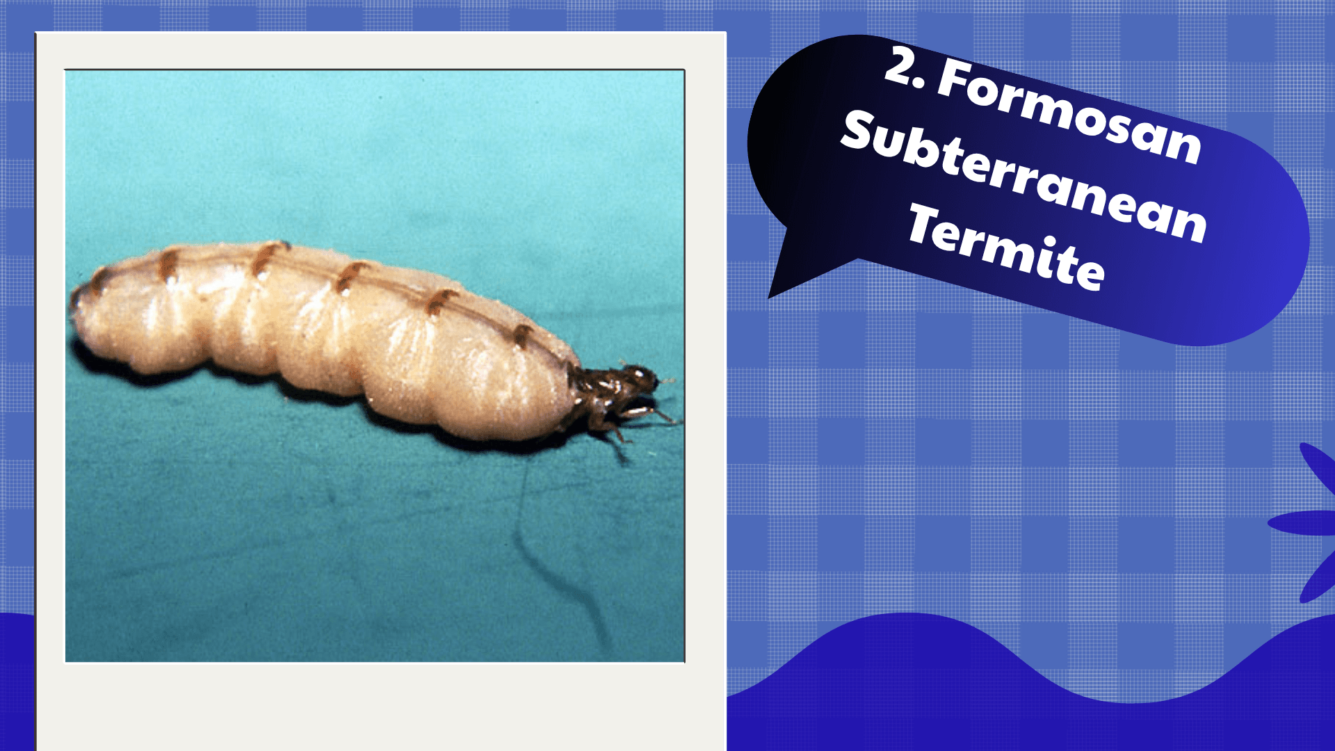 Formosan Subterranean Termite