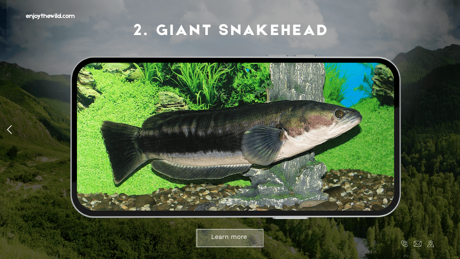 Giant Snakehead