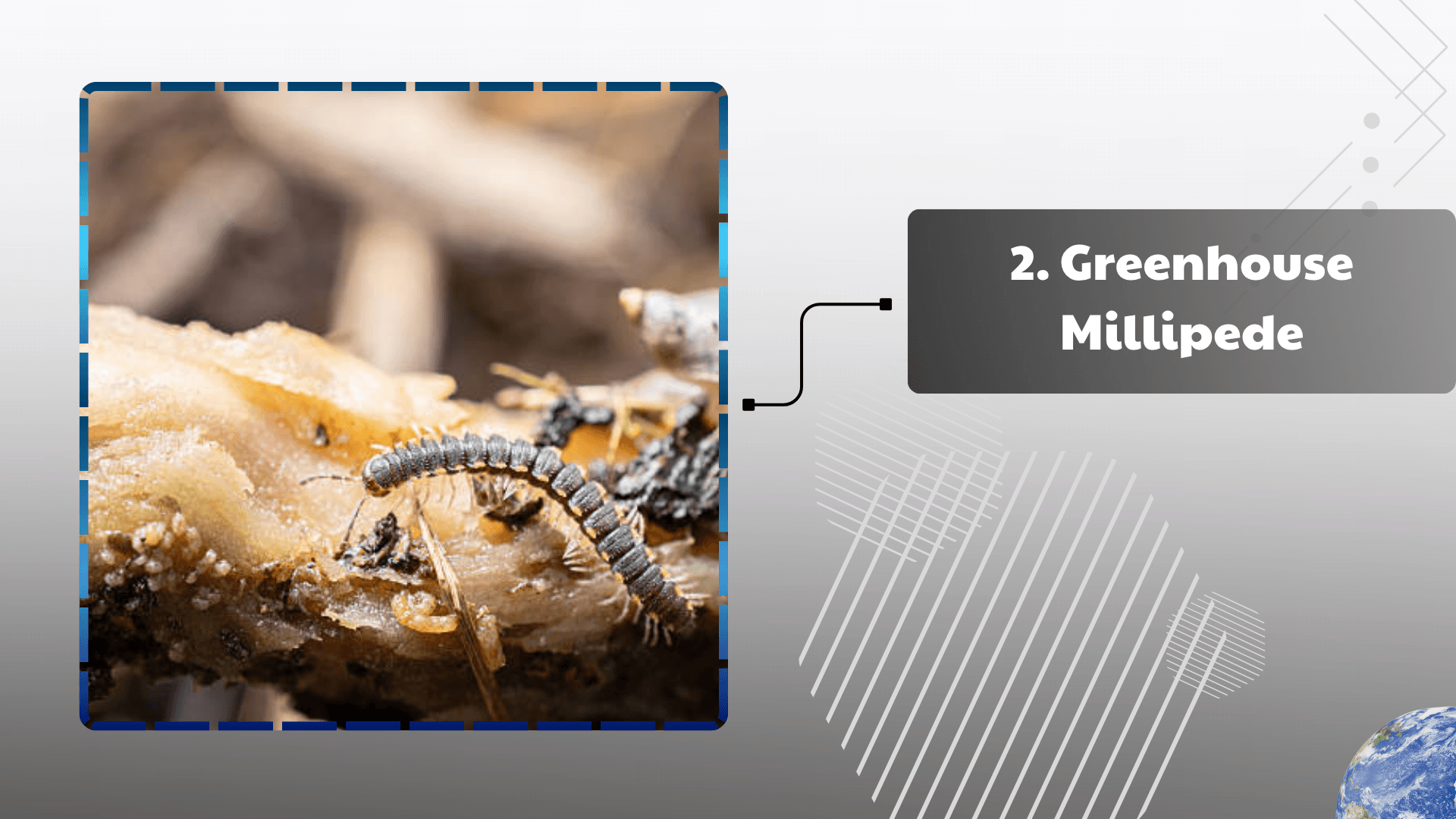 Greenhouse Millipede