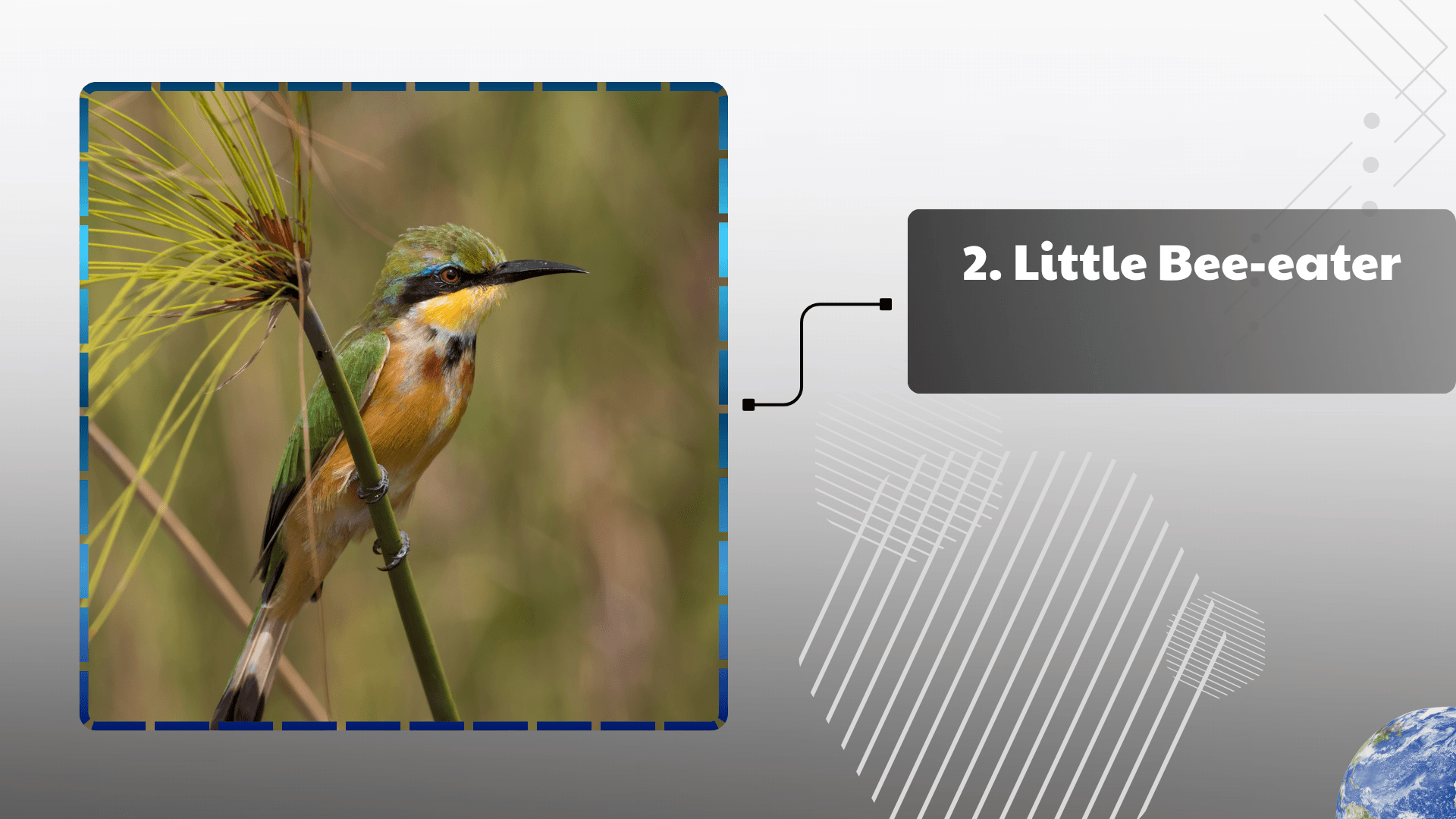 Little Bee-eater