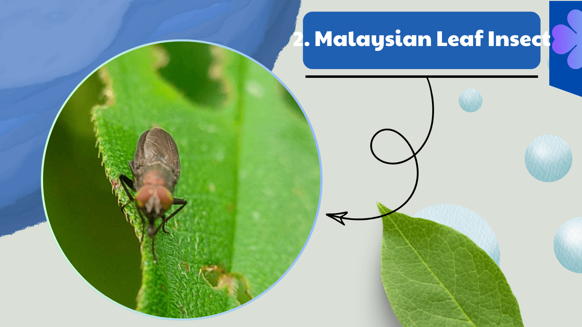 Malaysian Leaf Insect