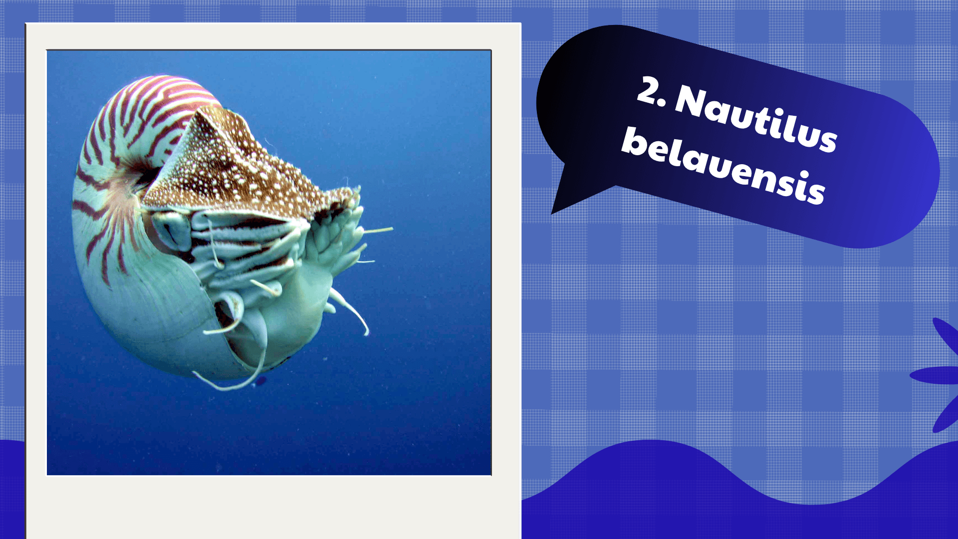 Nautilus belauensis