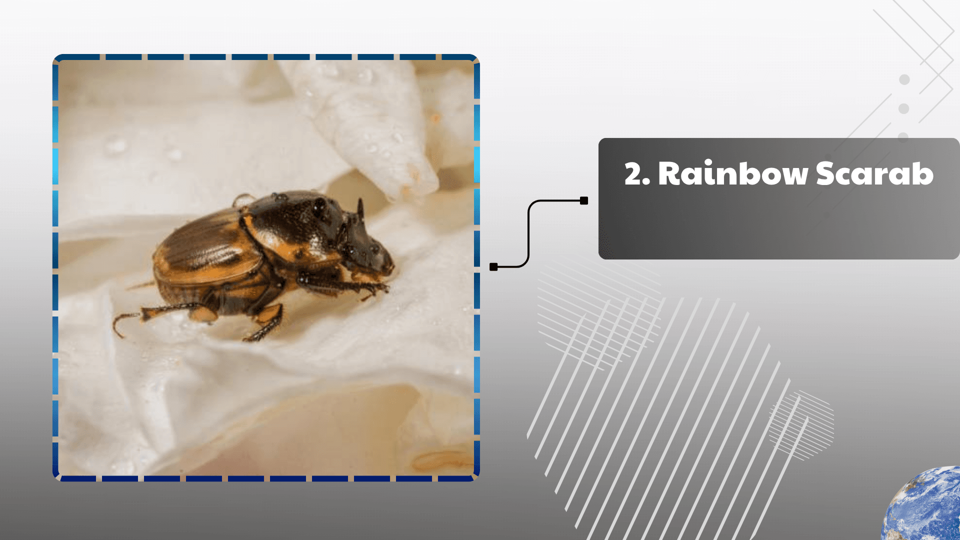 Rainbow Scarab