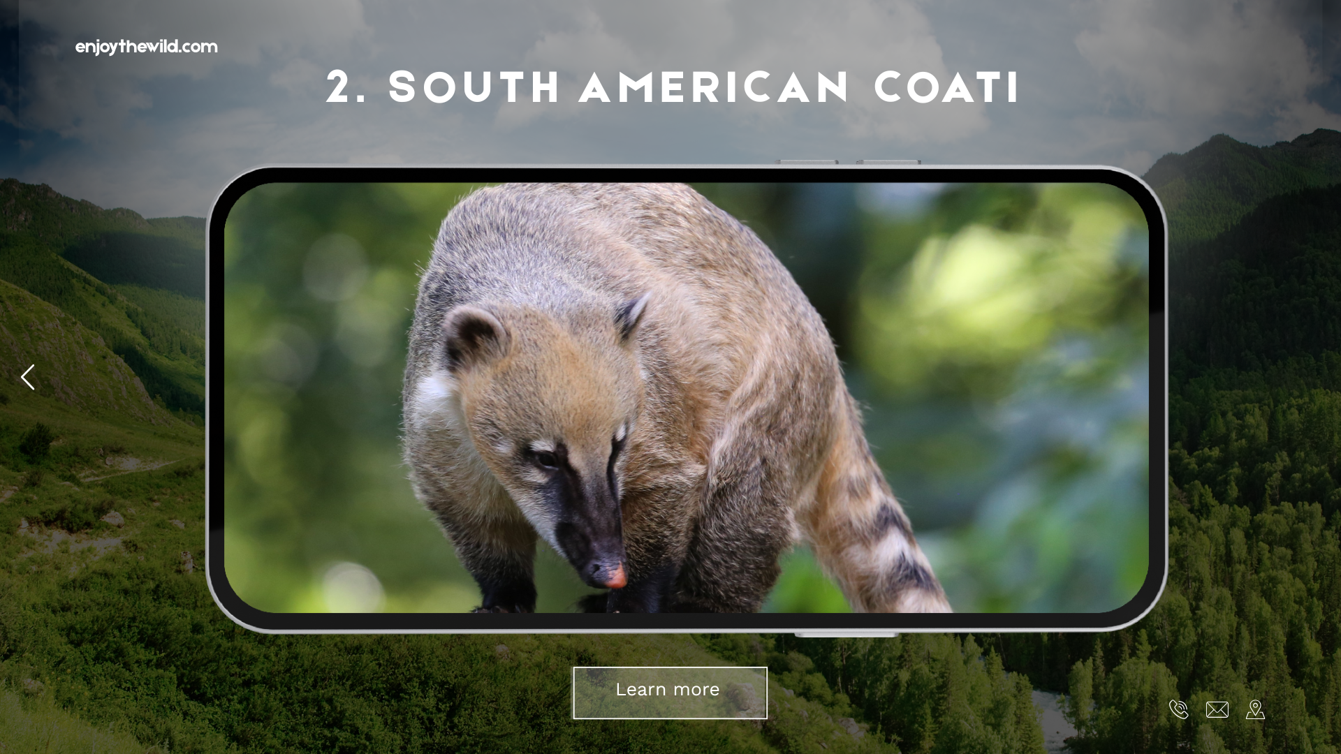 South American Coati