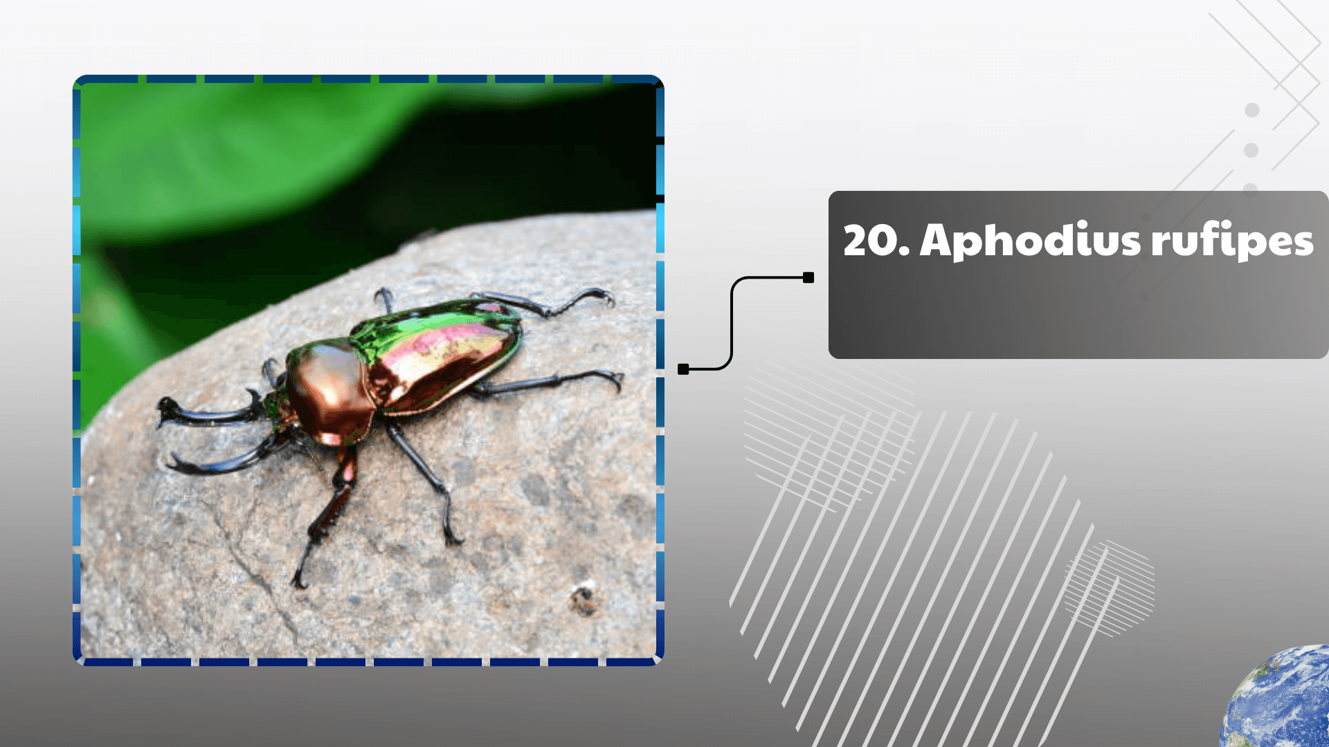 Aphodius rufipes