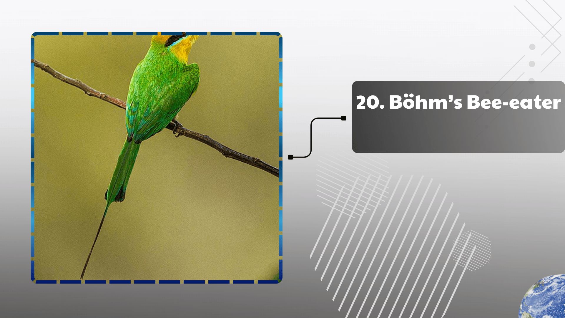 Böhm’s Bee-eater