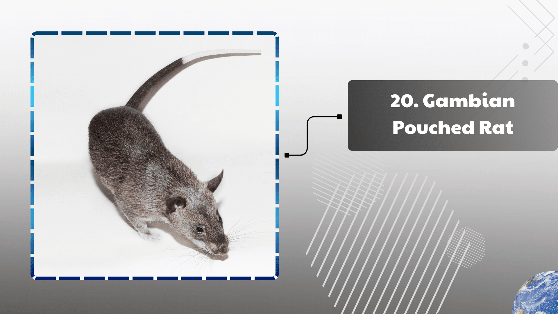 Gambian Pouched Rat