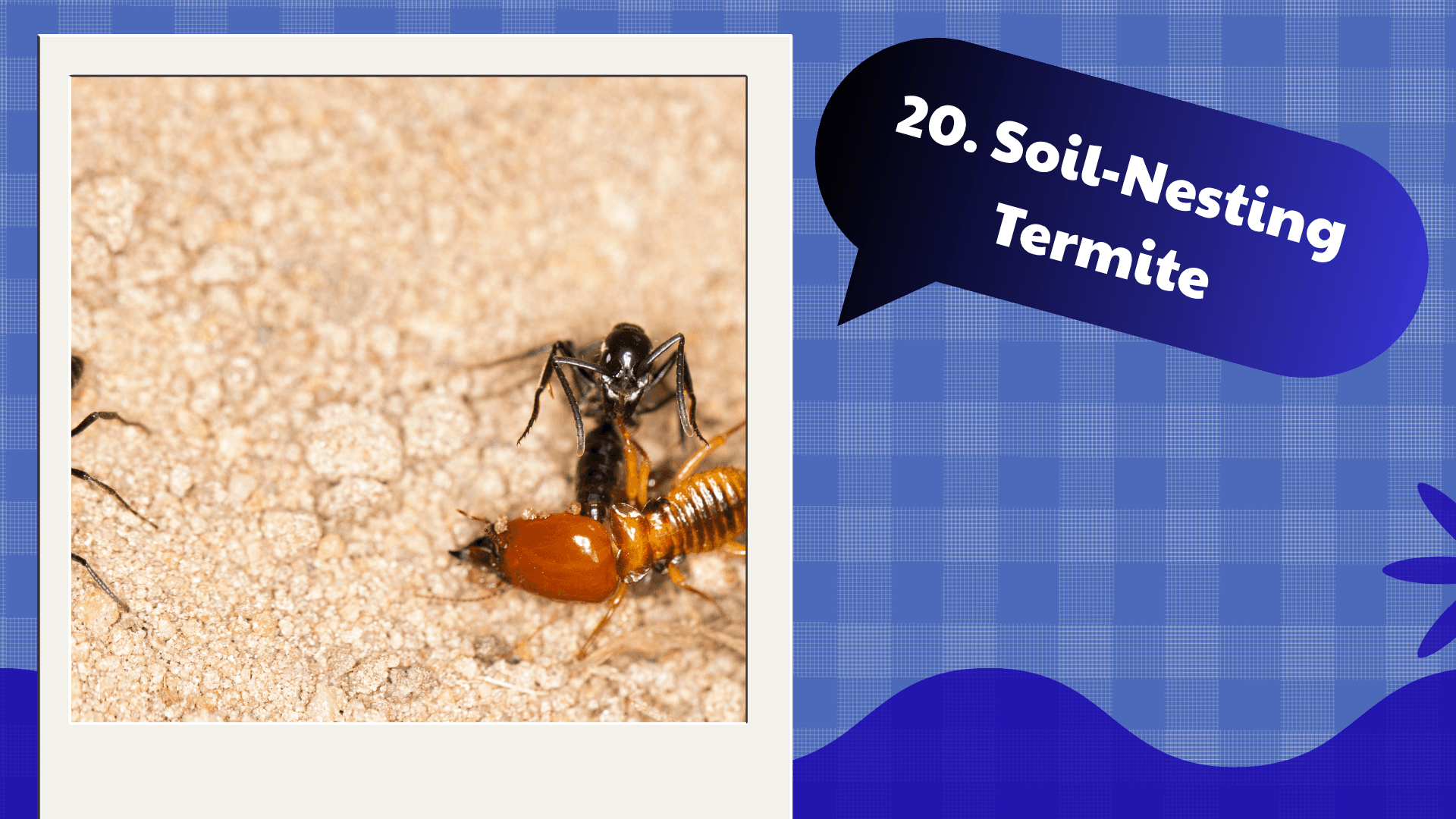 Soil-Nesting Termite