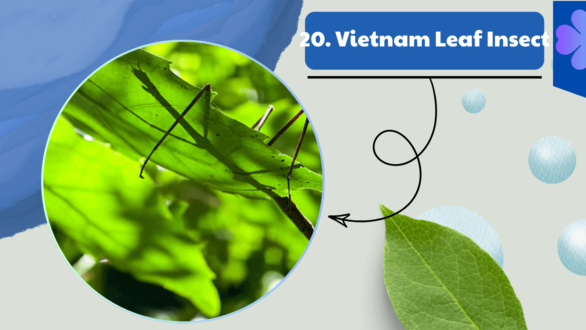 Vietnam Leaf Insect