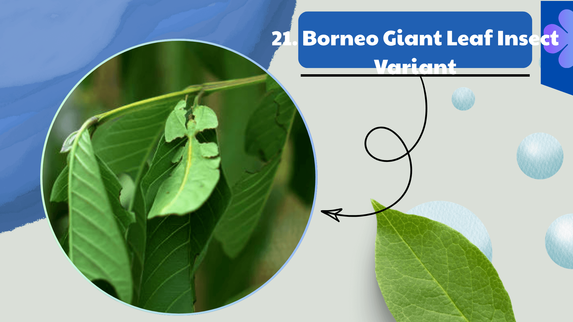 Borneo Giant Leaf Insect Variant