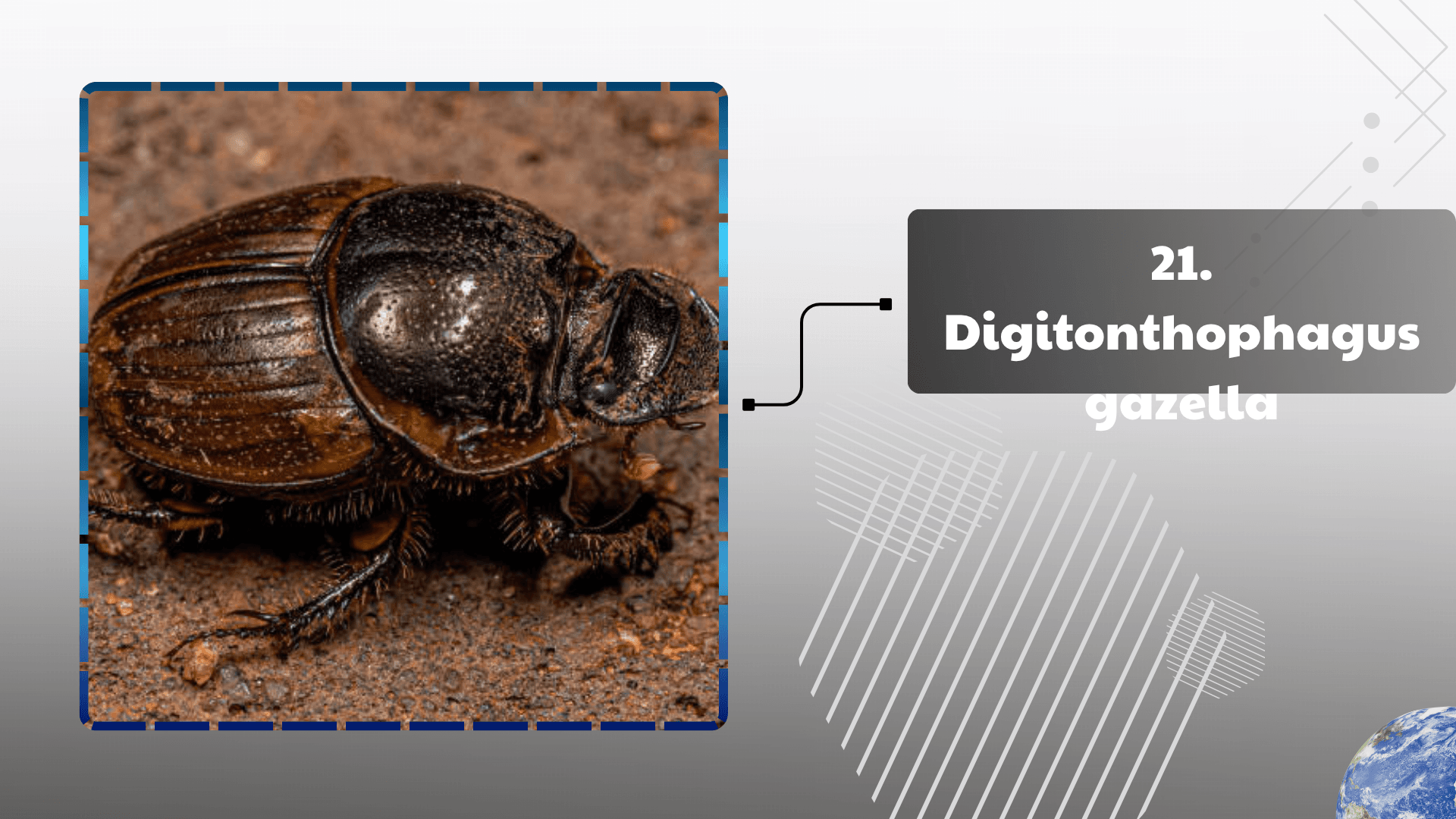 Digitonthophagus gazella