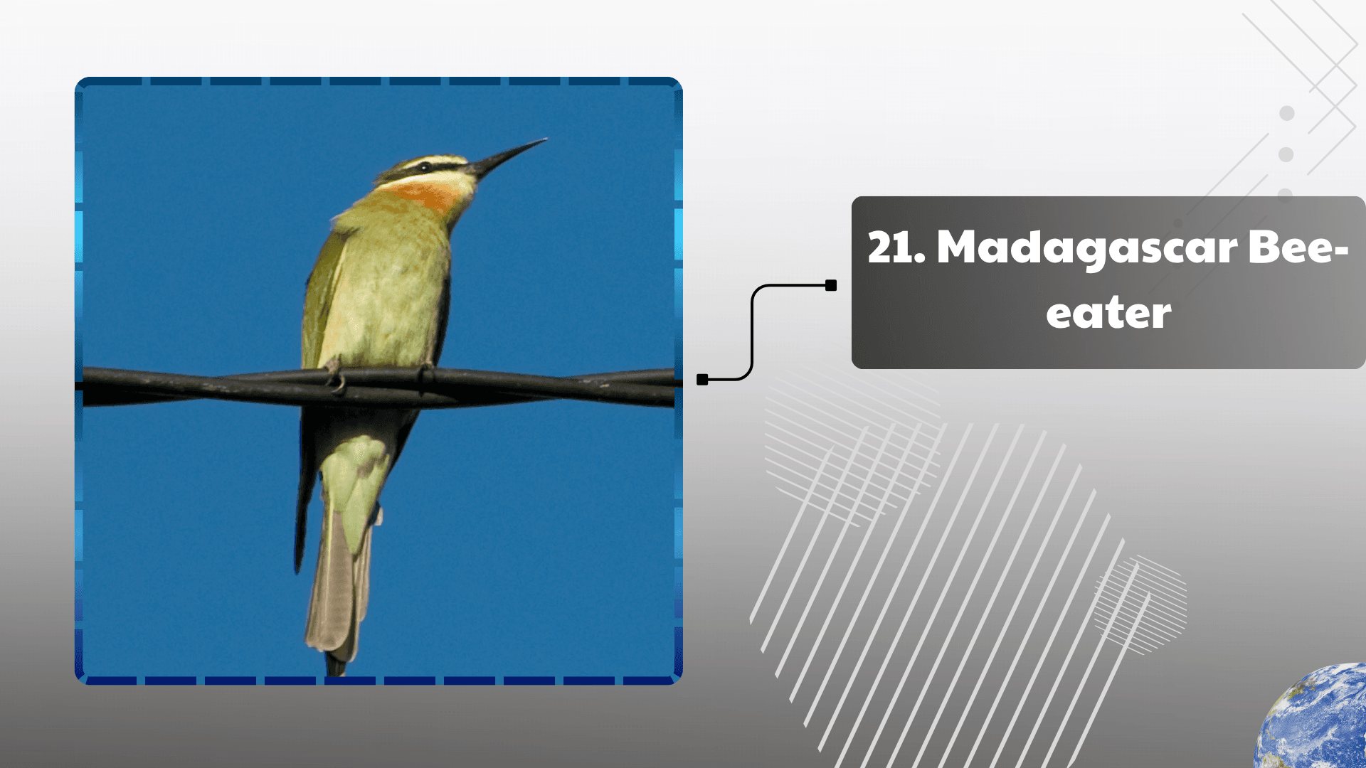 Madagascar Bee-eater