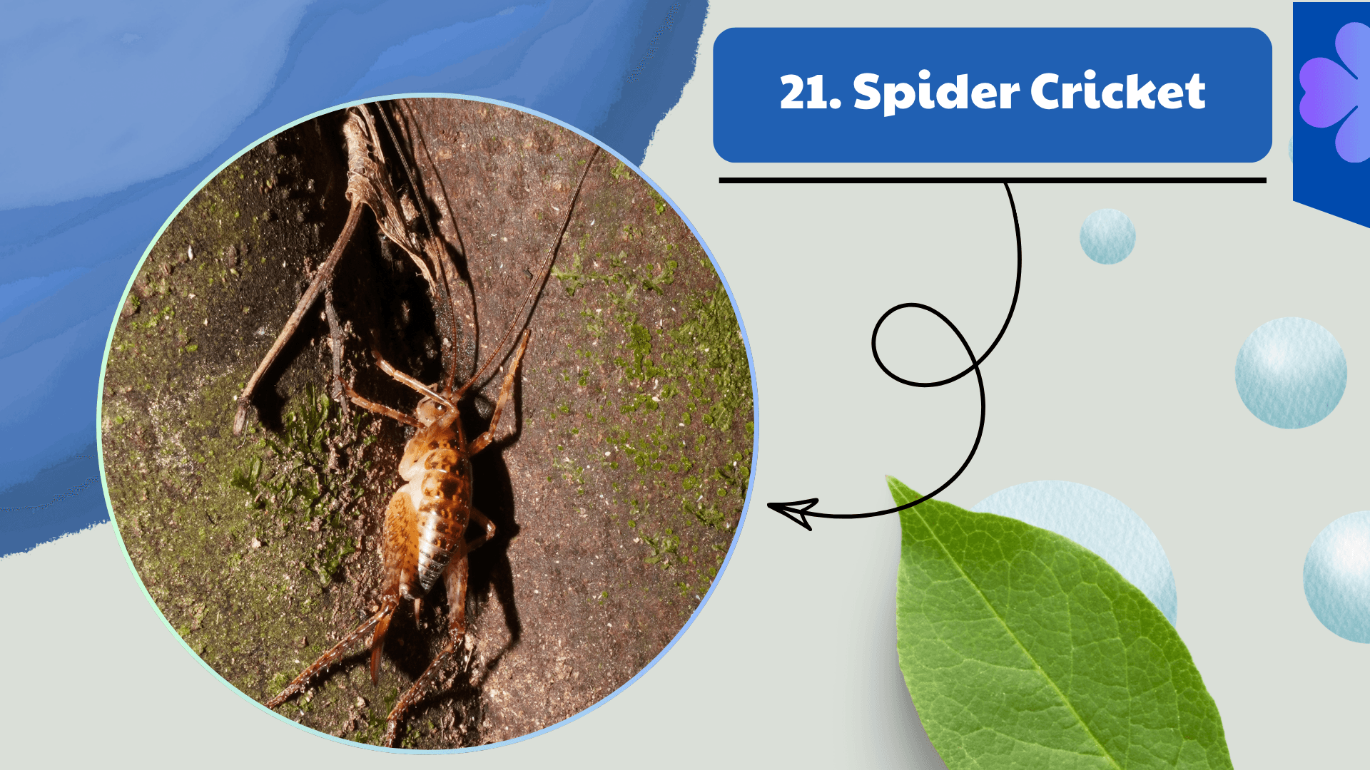 Spider Cricket