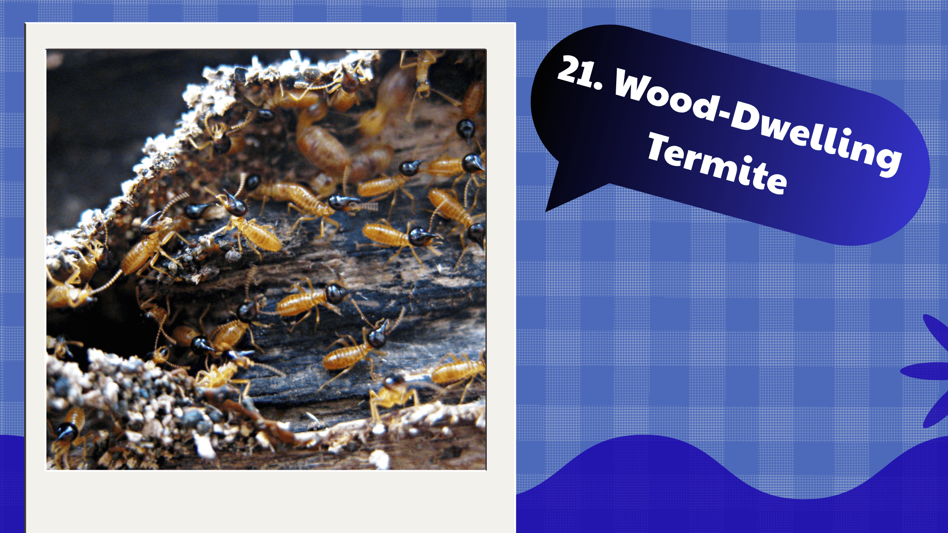 Wood-Dwelling Termite