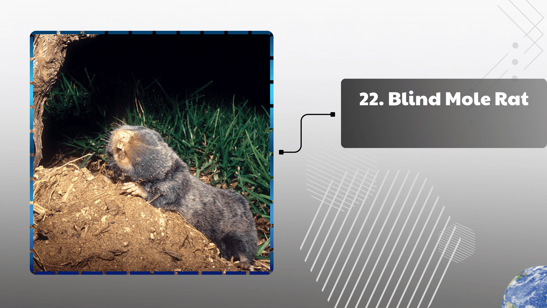 Blind Mole Rat