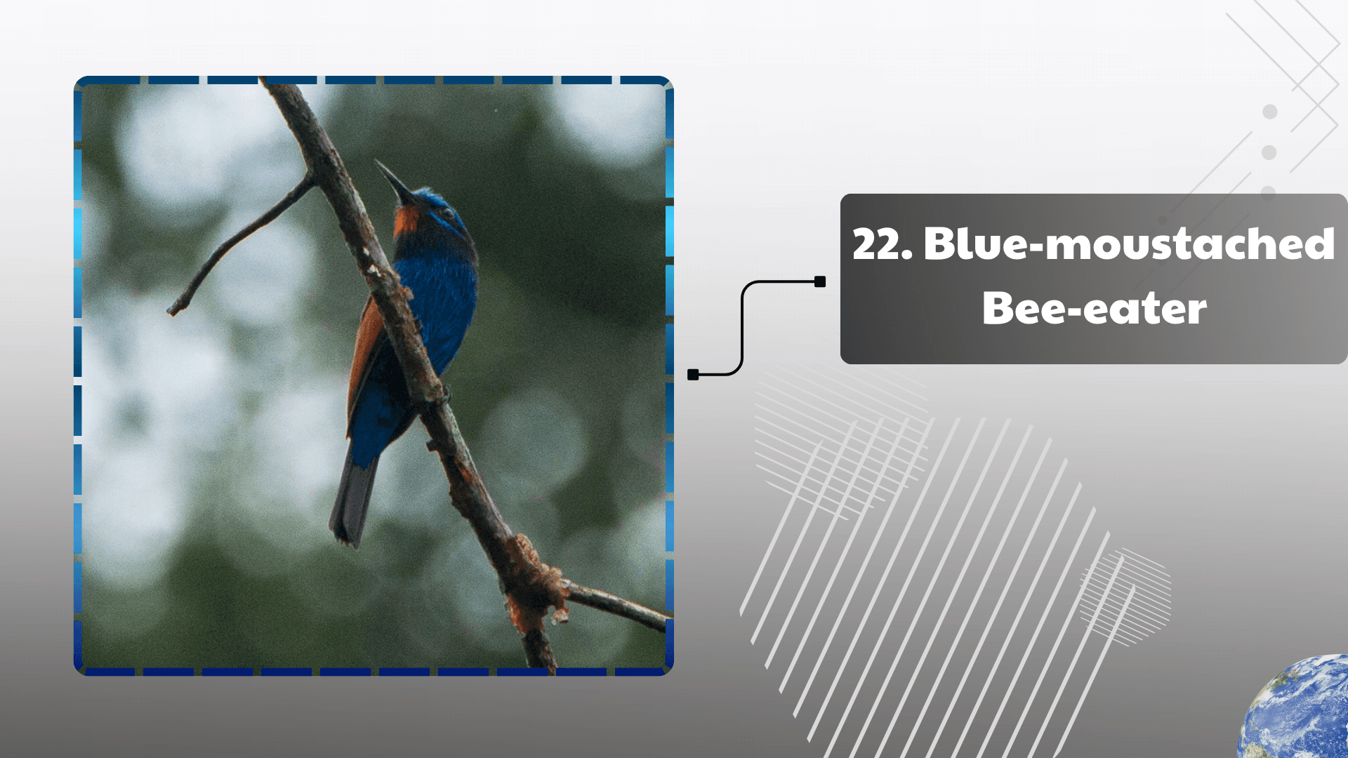 Blue-moustached Bee-eater