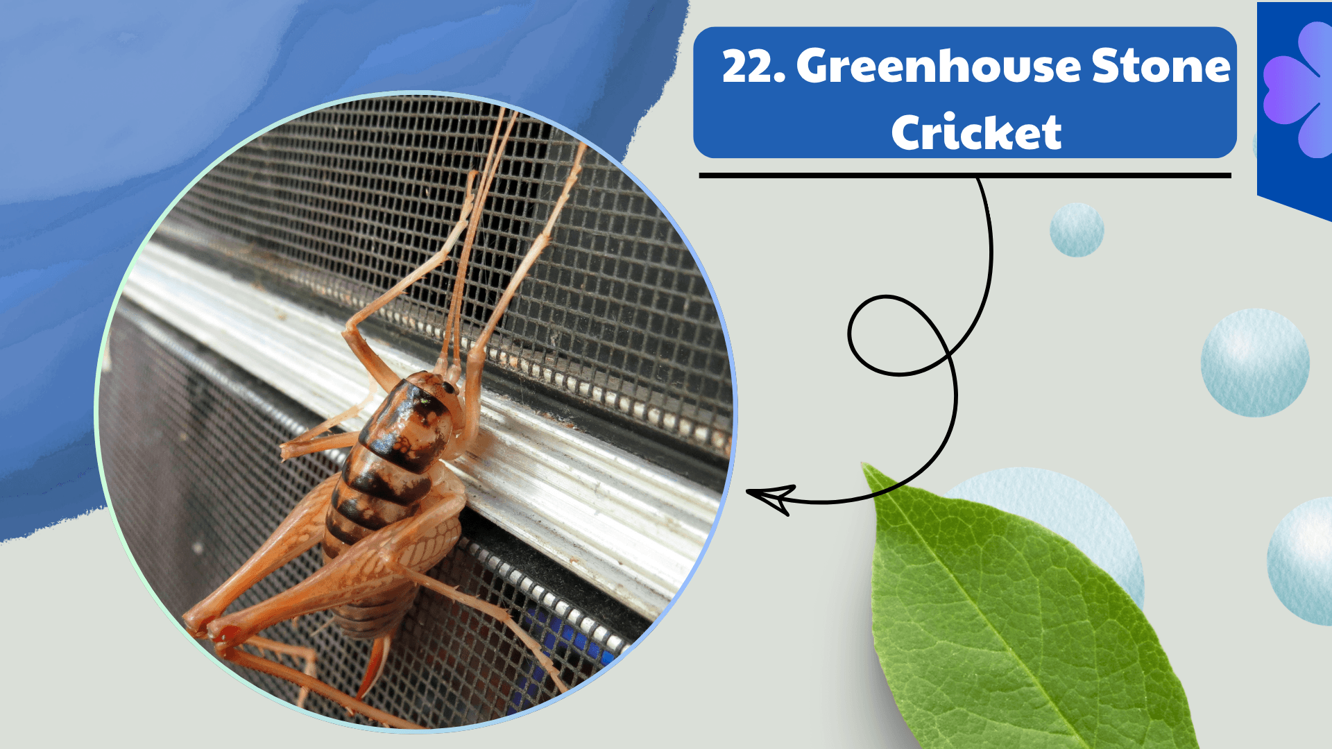 Greenhouse Stone Cricket