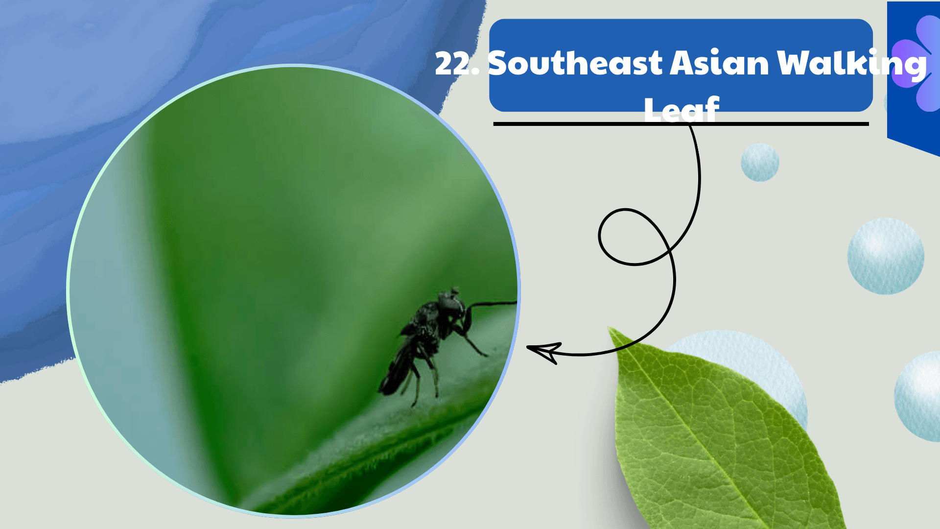 Southeast Asian Walking Leaf