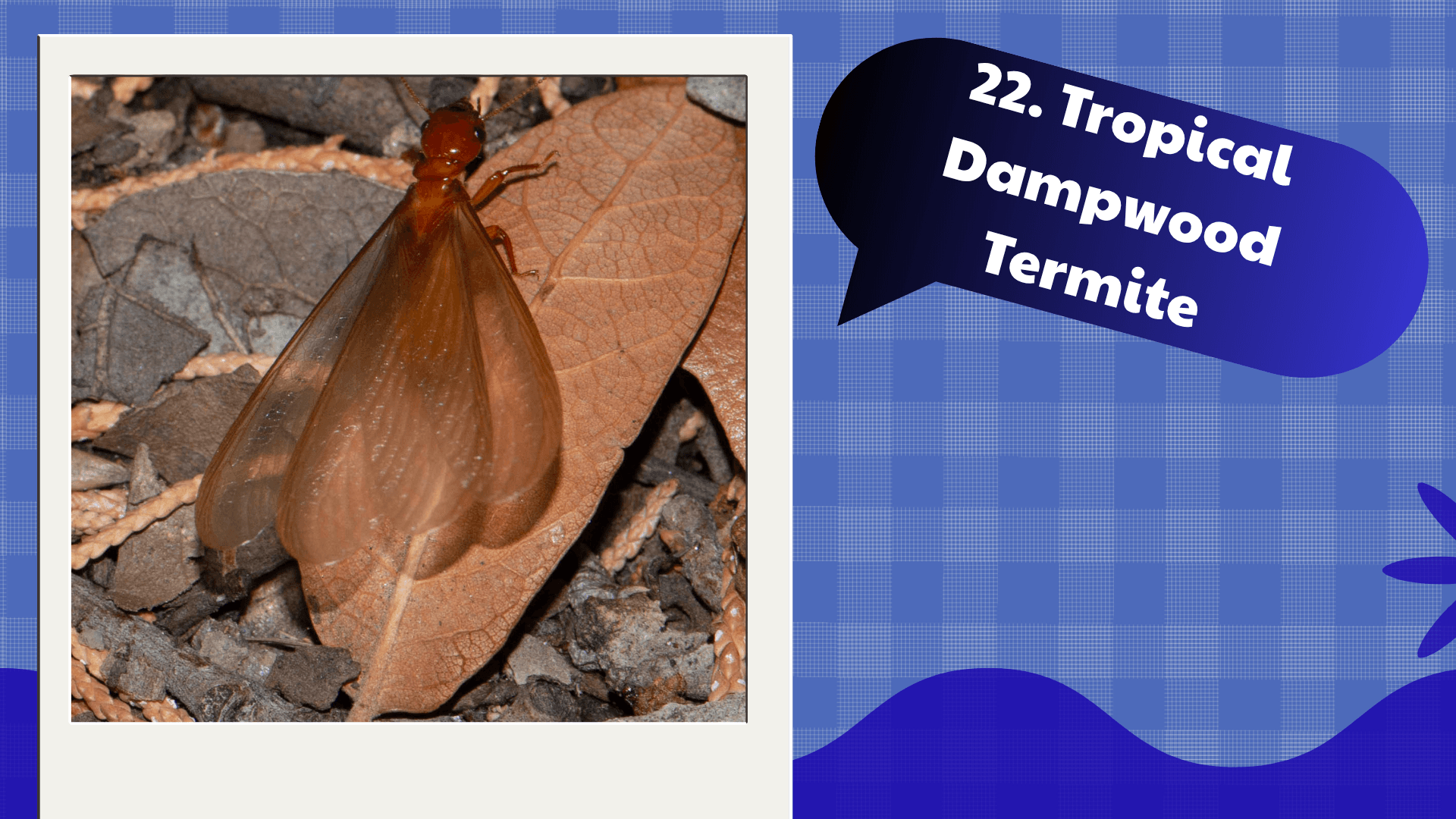 Tropical Dampwood Termite