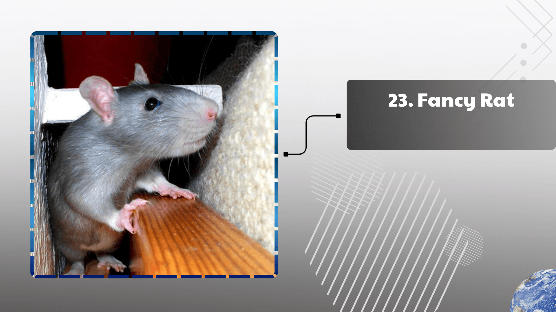 Fancy Rat