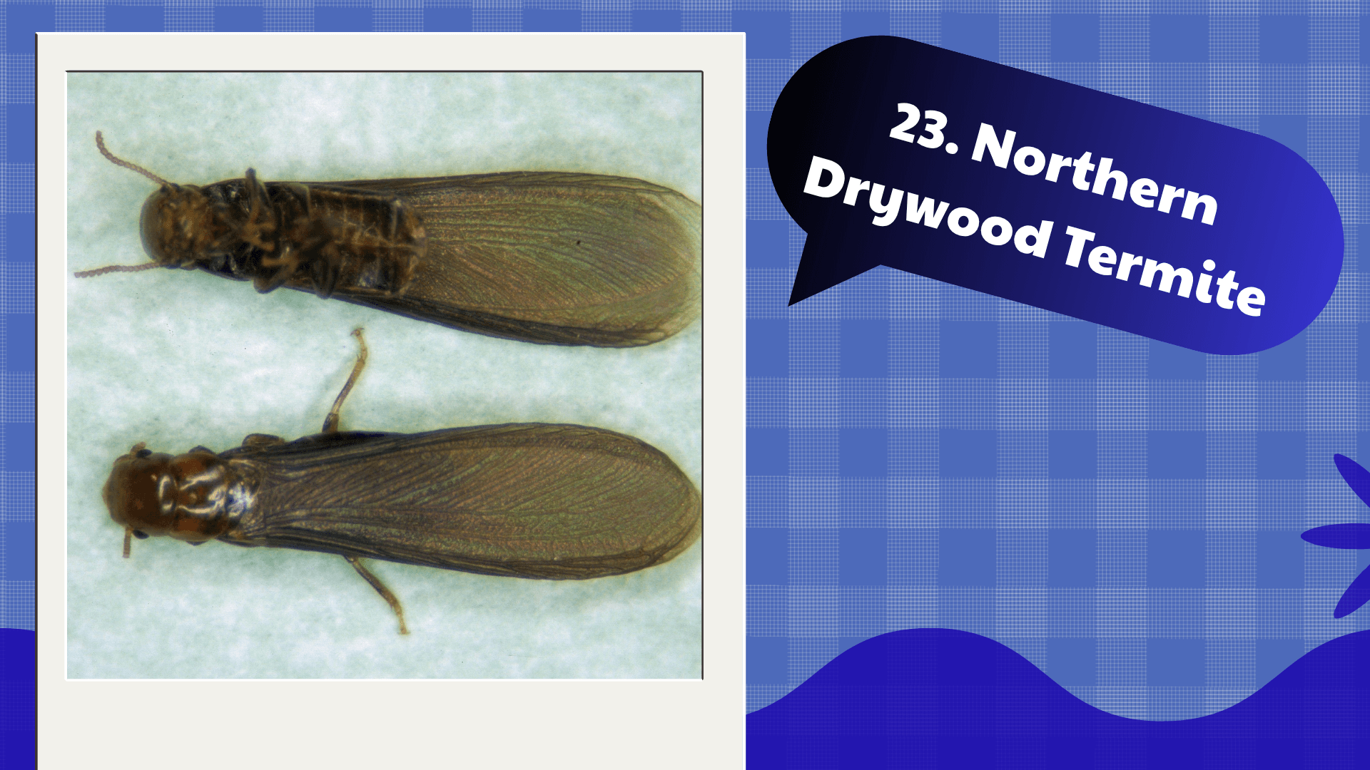 Northern Drywood Termite