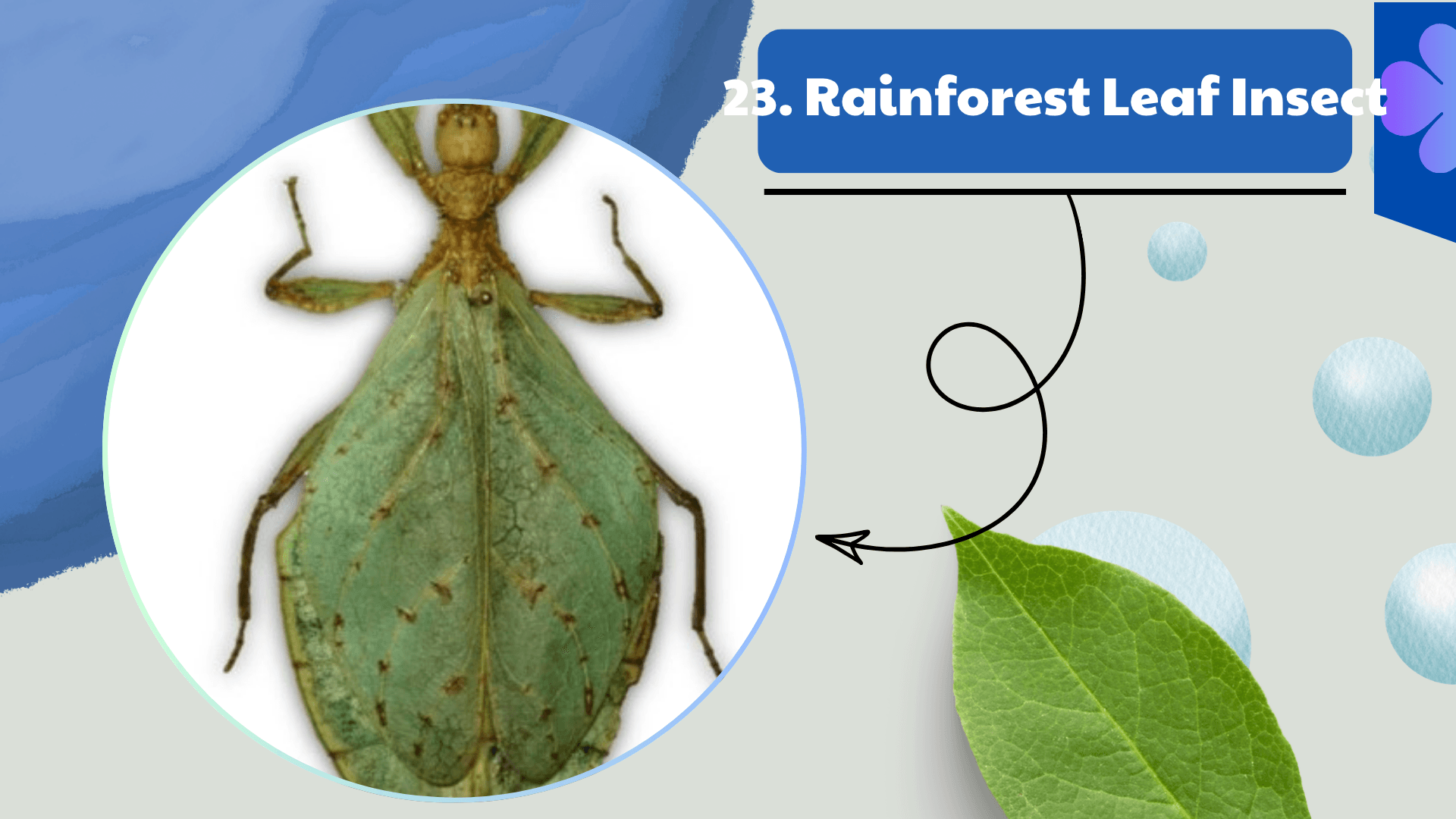 Rainforest Leaf Insect