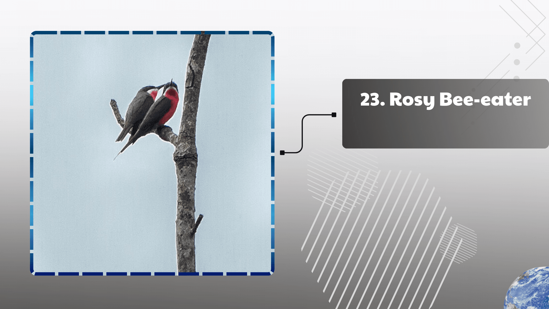 Rosy Bee-eater