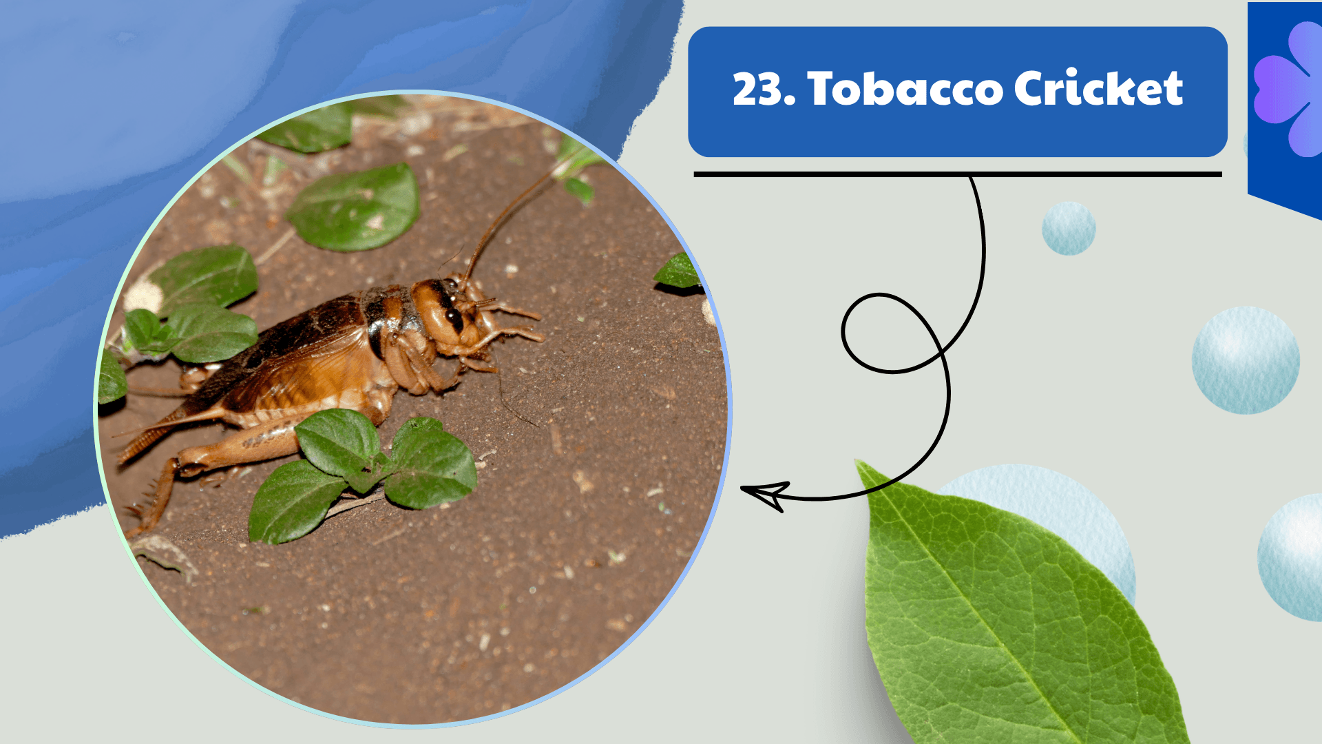 Tobacco Cricket